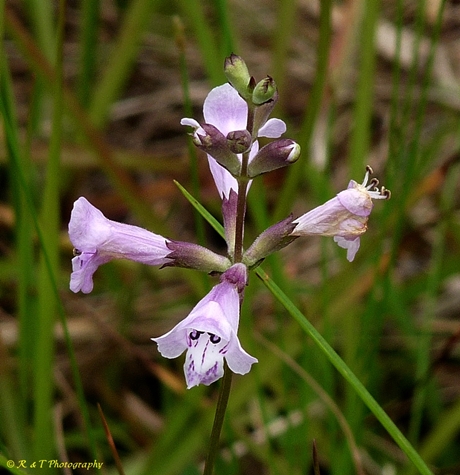 {Physostegia purpurea}